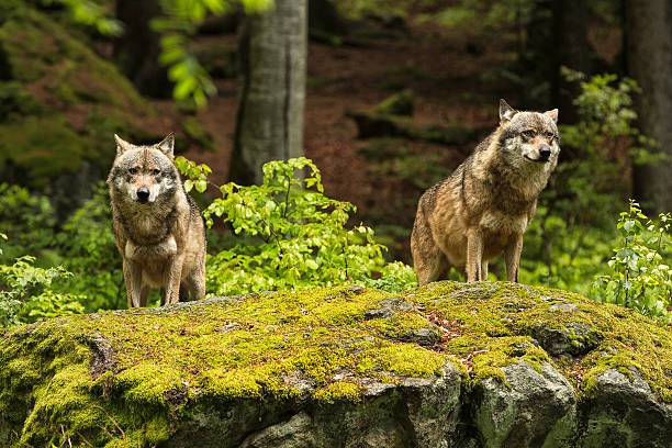 two european grey wolves in the national park bavarian forest.