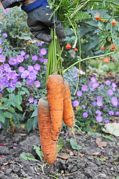 istock Hand in glove holding three carrots 491630566