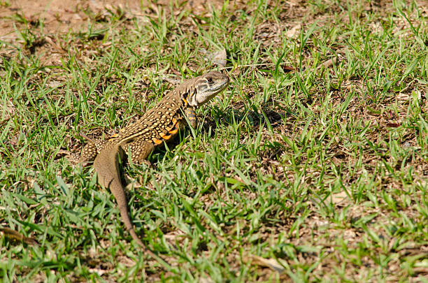 istock Leiolepis is waiting prey in the garden 491631106