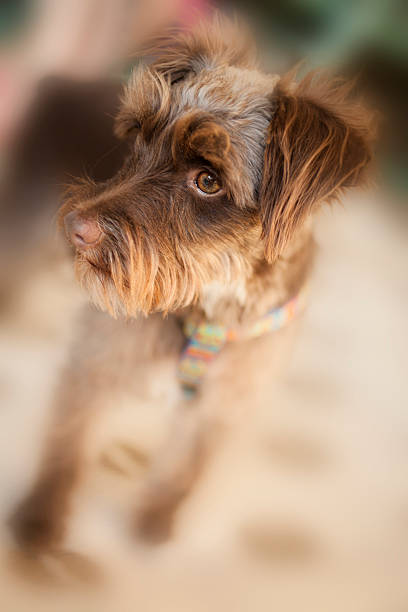 istock Cute Miniature Schnauzer pet dog with collar, leash. 491631806