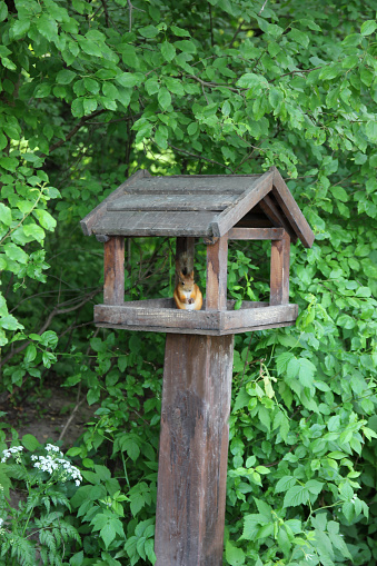 Squirrel eating a nut in the feedhouse in the park.