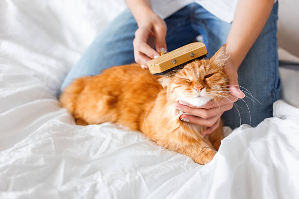 istock The woman combs a dozing ginger cat's fur. 491633716