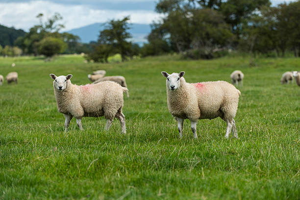 Sheep Rural Landscape View of a Sheep Grazing in a Green Farmland Field landscape nature plant animal stock pictures, royalty-free photos & images