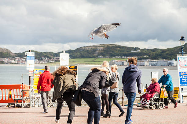 Tourists panic as seagull swoops and steals their ice-cream cone. Llandudno, Wales, UK. 12th September, 2015: Tourists panic as seagull swoops down and steals their ice-cream cone. stealing ice cream stock pictures, royalty-free photos & images