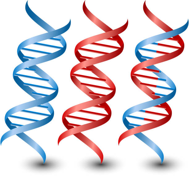 ilustrações de stock, clip art, desenhos animados e ícones de cadeias de adn. vetor no fundo branco - dna helix helix model symmetry