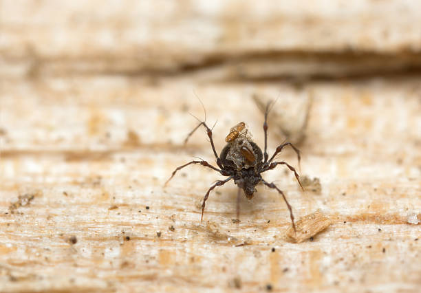 istock Damaeidae nymph on wood 491635236