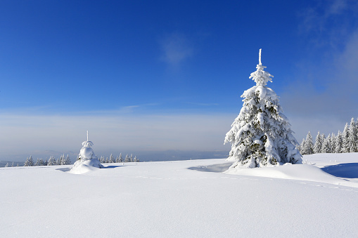 Winter landscape and snow wrapped trees in Sumava, Czech republic