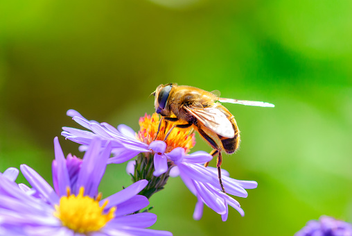 bee gathers the flower. Under rays of sun