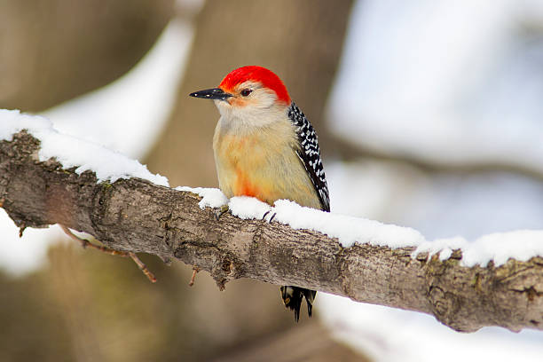 istock Red-bellied woodpecker bird perched on a snowy branch 491640684