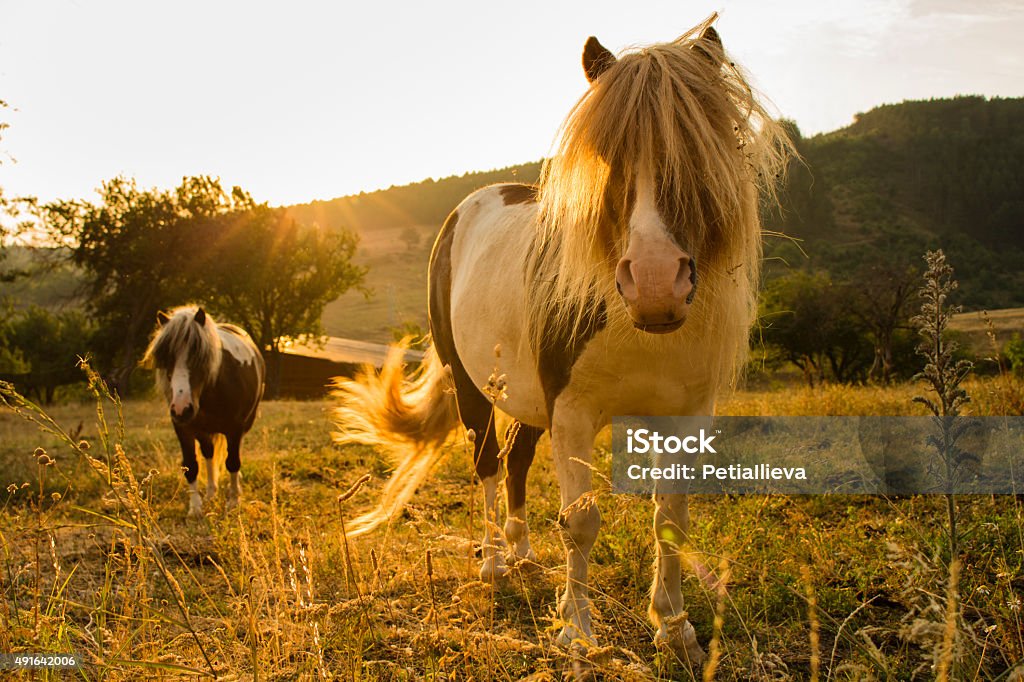 Pferde in einer Wiese mit Sonnenuntergang - Lizenzfrei 2015 Stock-Foto