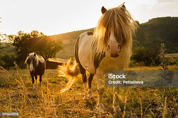 Pferde In Einer Wiese Mit Sonnenuntergang Stockfoto und mehr Bilder von 2015 - 2015, Agrarbetrieb, Domestizierte Tiere
