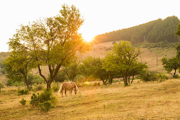 istock Horse in meadow by sunset 491642058