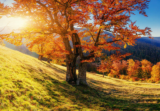 istock birch forest in sunny afternoon while autumn season 491643110
