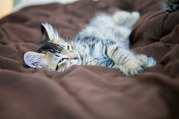 istock close-up of grey tabby kitten sleeping 491644234