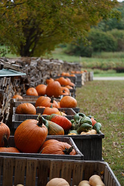 istock Pumpkins in wooden bins 491647482