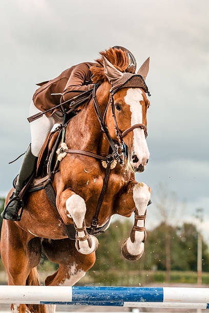 Show jumping - horse with rider jumping over hurdle Close-up of horse with a rider jumping over a hurdle. The photo shows the moment when the horse front legs exceed the hurdle while its back legs are almost on the ground. The female rider is raised in the saddle and leaning forward while the horse prances. The rider and the horse seem coordinated and synchronized. The girl wears a brown jacket that matches in color with the horse. In the background is the moody sky and treetops. The photo was taken in a training, but the rider has been equipped as for a competition. equestrian show jumping stock pictures, royalty-free photos & images