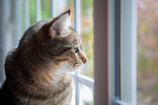 istock cat watching the world go by through a window 491652852