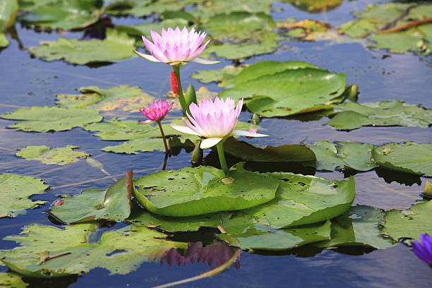 istock Water Lily and green leaves 491652868