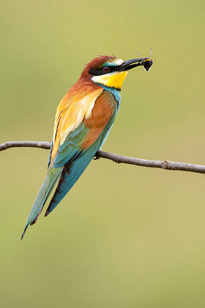 istock European bee-eater with a bee in a beak 491653092