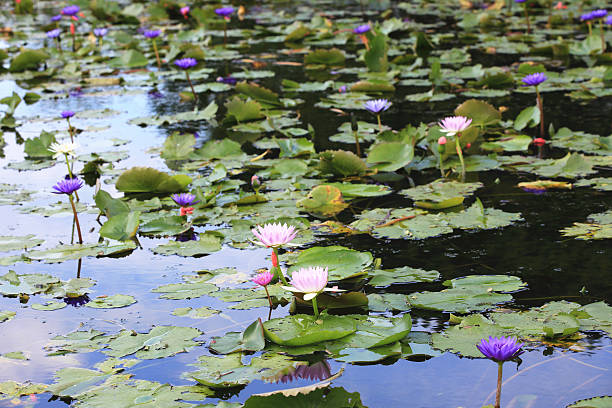 istock Water Lily and green leaves 491653178