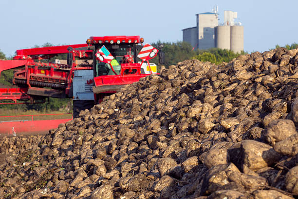 betterave à sucre harvest - beet sugar tractor field photos et images de collection