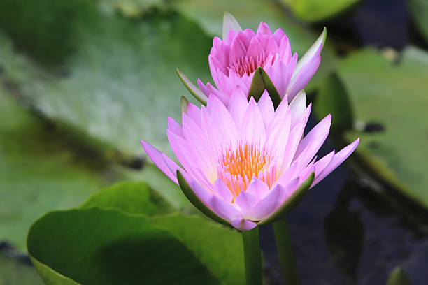 istock Pink water lily and green leaves 491653640