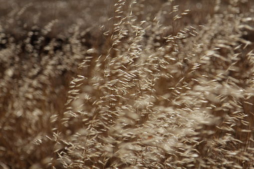 Background of ears of wheat in the wind with blurred background