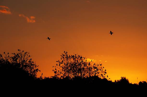 istock Trees filled with birds in the sunset 491655620