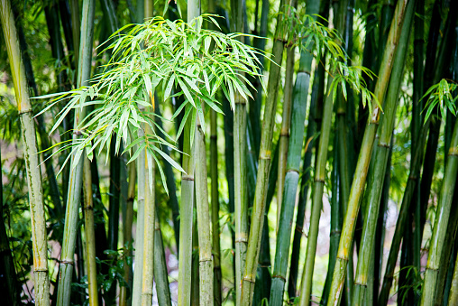 Green bamboo trees in China.