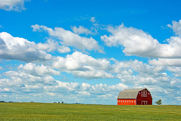 istock Brilliant red barn in a field of emerging canola. 491657594