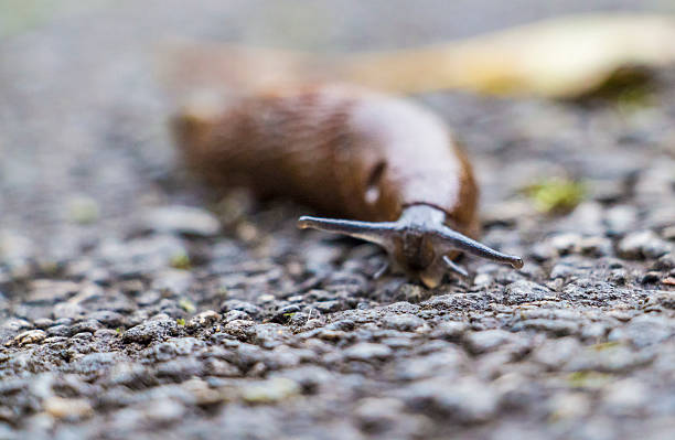 istock Golden sunny autumn in Luxembourg 491658212