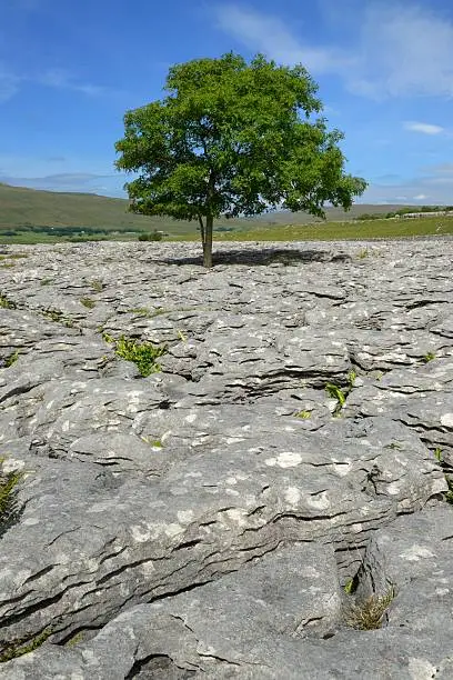 Limestone pavement near Ingleton in the Yorkshire Dales National Park.
