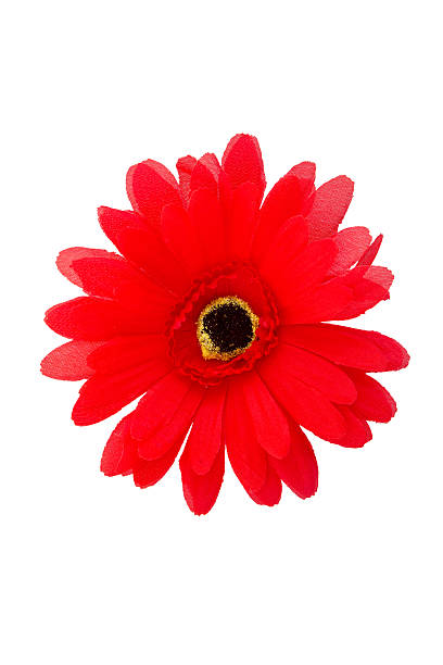 istock Red daisy flower isolated on white background 491659918