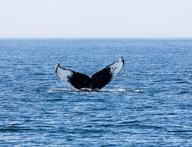 Tail of Whale, Cape Cod stock photo