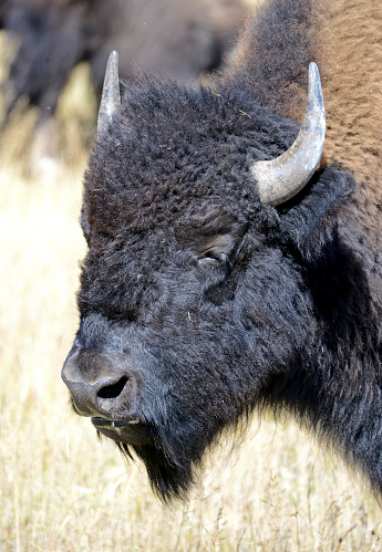 Bison or American buffalo, one of America's largest mammals can be found in Yellowstone and Grand Teton National Parks as well as other select areas in the Rocky Mountains and Great Plains states and were keystone species for Native American tribes.
