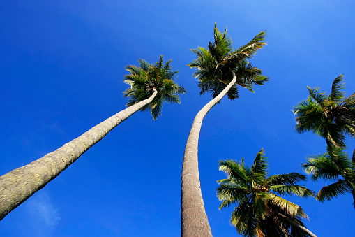 Leaning palm trees at Las Galeras beach, Samana peninsula, Dominican Republic