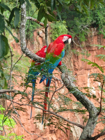Beautiful couple of wild red macaws, seen at Buraco das Araras (Macaws Hole), near Bonito, Brazil