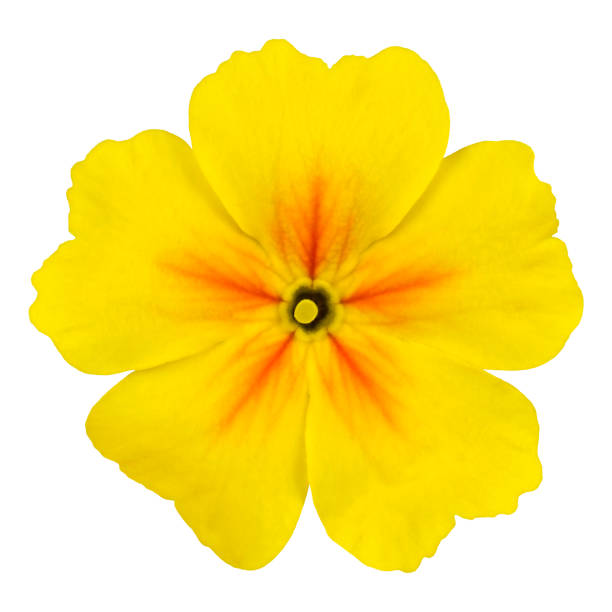 istock Yellow Primrose Flower Macro Isolated on White 491664683