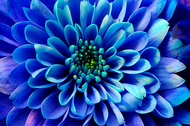 istock Macro of blue flower aster 491664699