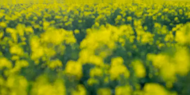 defocused Image of a rapeseed field background