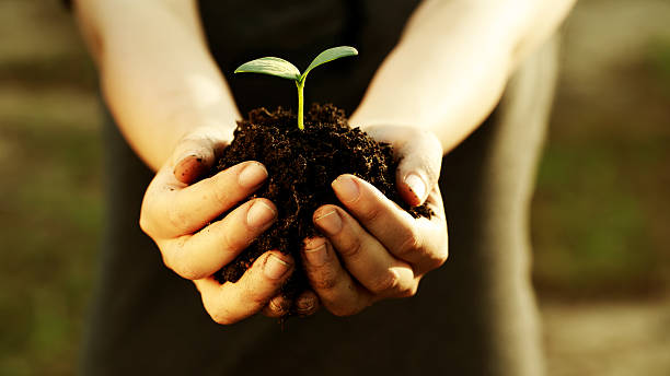 istock Female hand holding a young plant 491664847