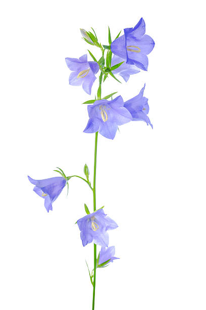 istock bluebell flower is isolated on a white background 491664917
