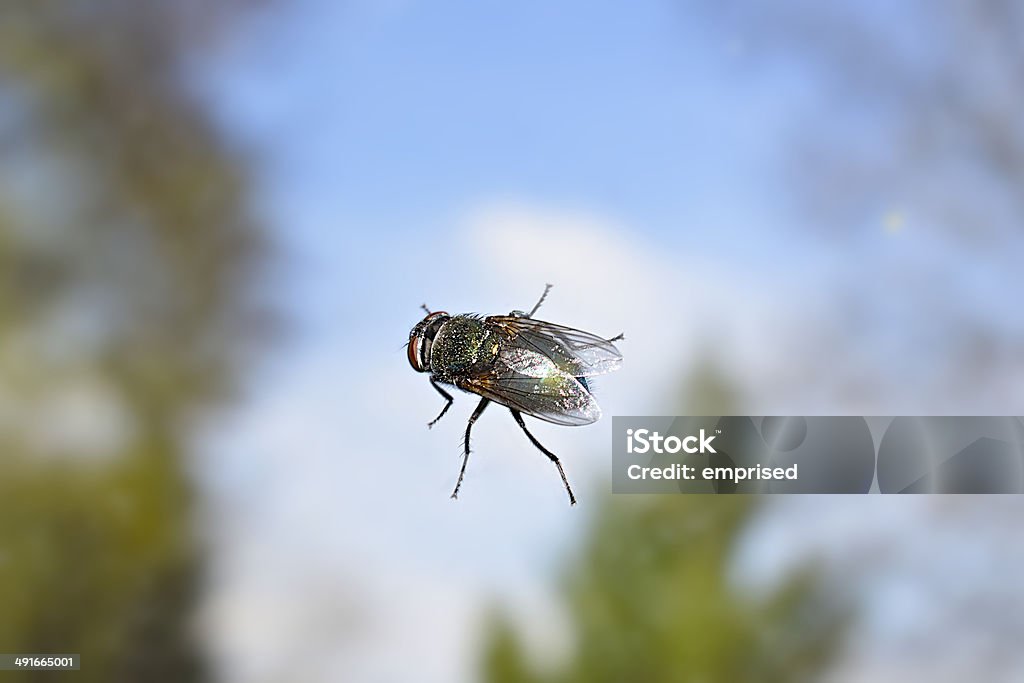 Fly gegen Himmel Hintergrund - Lizenzfrei Blau Stock-Foto