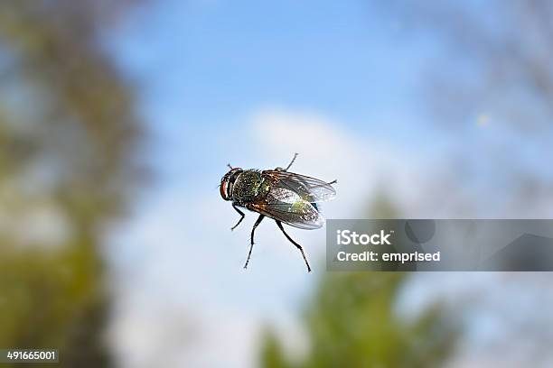 Fly Gegen Himmel Hintergrund Stockfoto und mehr Bilder von Blau - Blau, Bunt - Farbton, Fliegen