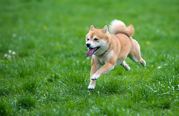 shiba inu cão saltar na relva - eye catcher imagens e fotografias de stock