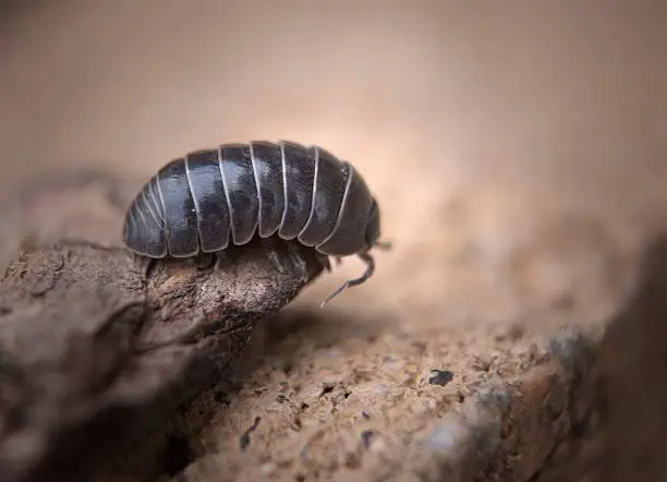 Roly Poly, potatoe bug, pill bug looking over the edge of a rock.