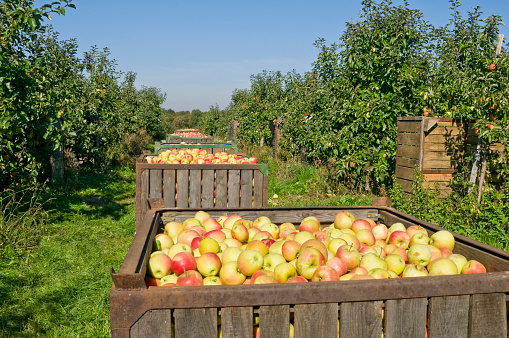 Many filled crates after the apple harvest