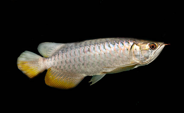 Asian Arowana Isolated on Black Favourite Ornamental Fish of Asia hobbyist stock pictures, royalty-free photos & images