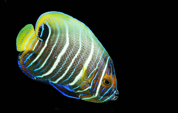 istock Juvennile Six-Bar Angelfish isolated on Black 491667645