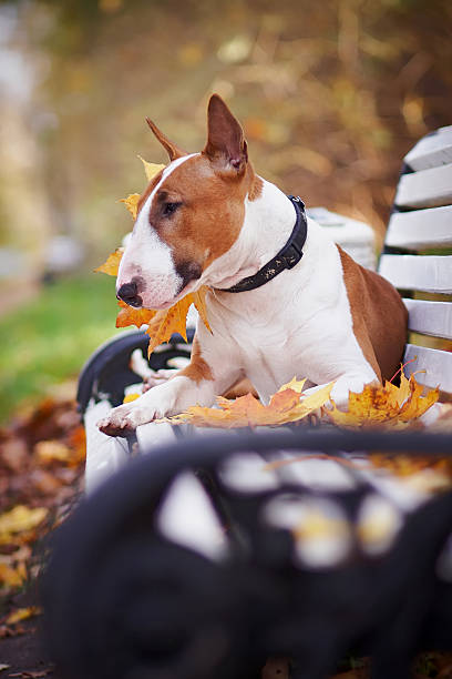 istock The red bull terrier lies on a bench 491667684